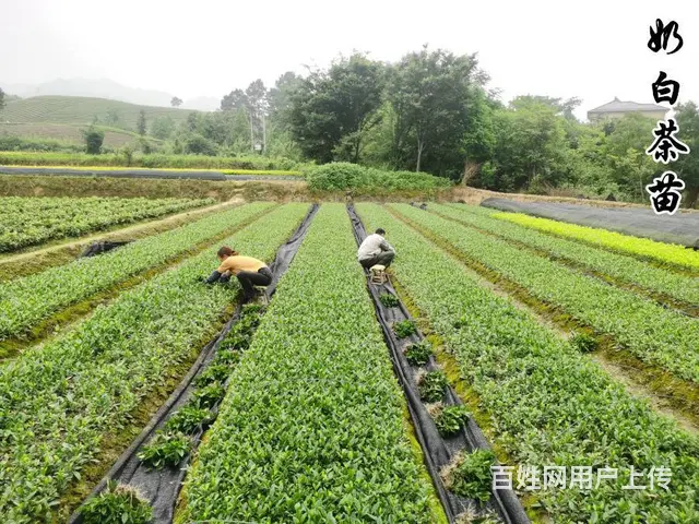 茶苗起拔 奶白茶苗 自产自销 品质保证 - 图片 4