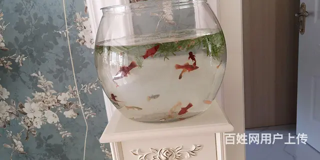 凤尾鱼和红箭鱼低价出卖 - 图片 1