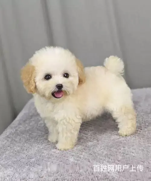 赛级泰迪犬 打完疫苗带证书芯片 售出可签订购犬协议 - 图片 12