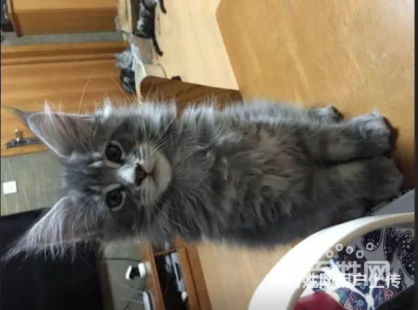 六安哪里有卖缅因猫的 缅因猫出售 包成活 - 图片 2
