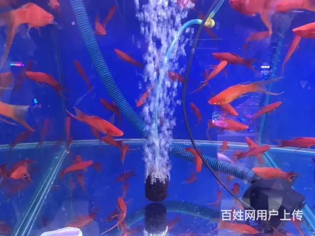 呈贡地区鱼缸清洗维修服务 - 图片 9