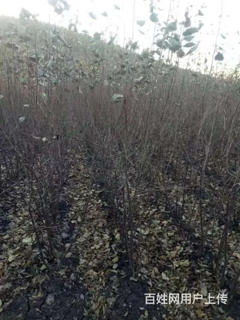 大量出售自家苗圃果树苗 - 图片 5