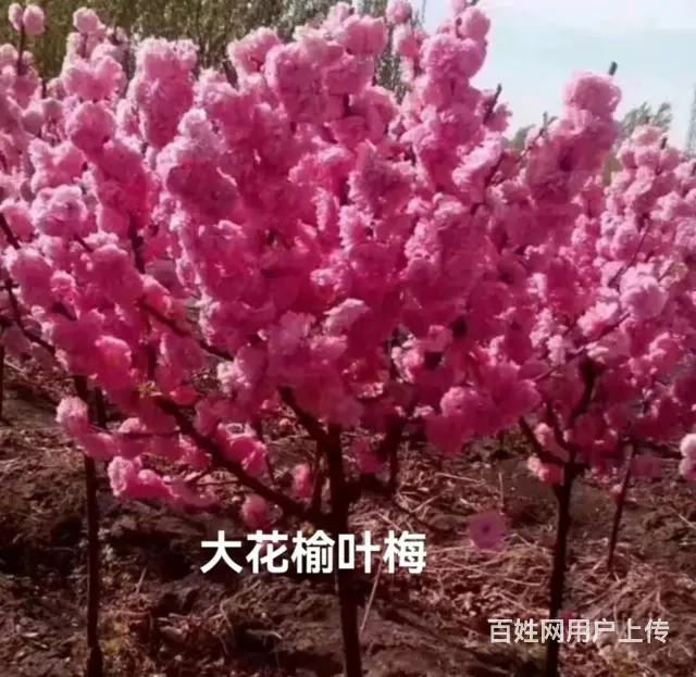 抚顺新抚顶级的草皮规格齐全 - 图片 1
