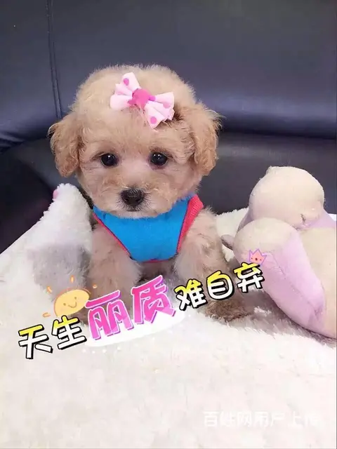 宿迁如何挑选好看的泰迪泰迪多少钱一只 - 图片 1