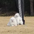 果洛好看的博美哪里有卖 血统博美多少钱一头