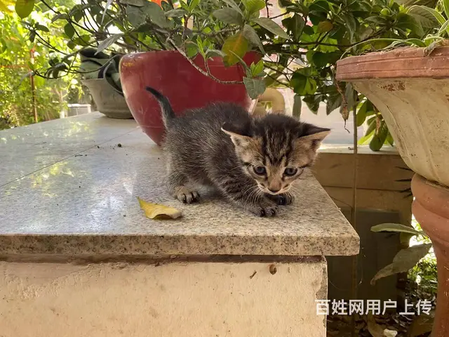 领养1个月猫宝宝，活泼可爱，（苏州工业园区湖西​‌ - 图片 1