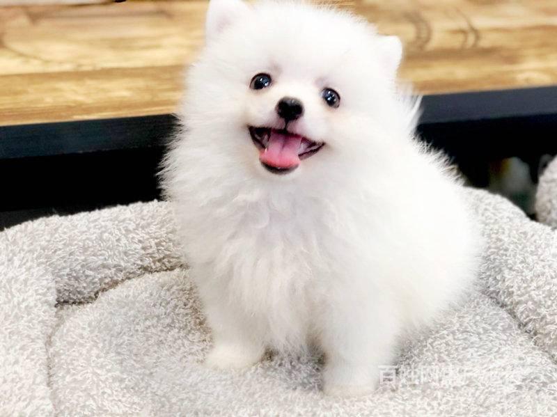 北京茶杯犬俊介犬出售纯种小体俊介博美价格