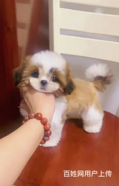 徐州市专业家庭繁殖纯种西施犬 - 图片 6