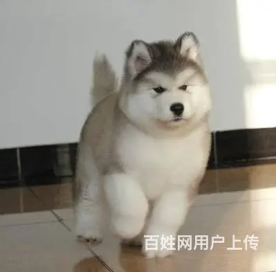 纯种阿拉斯加幼犬，品相好购买有保障 - 图片 9