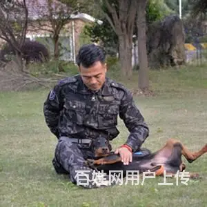 苏州宠物培训~训犬学校~狗狗训练基地~狗狗寄养 - 图片 2