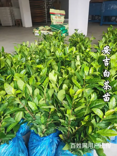 安吉白茶苗 自产自销 保质保量 技术指导 - 图片 2