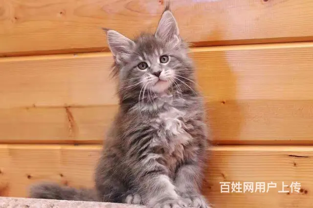 哪里有缅因猫卖  缅因猫多少钱  缅因猫性格怎么样 - 图片 2