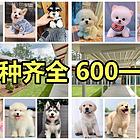 600一只丨品种齐全丨犬舍繁育丨包健康丨包纯种
