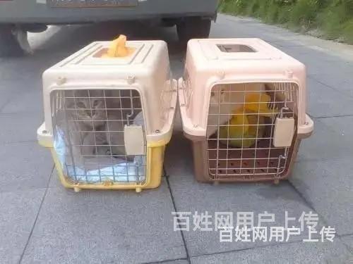 2022武进到全国宠物托运（猫狗）邮寄快送（宠物活体运输的图片