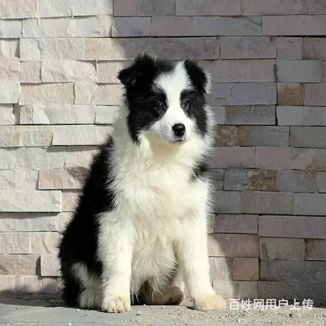 售纯种边境牧羊犬 边牧犬 签订协议 - 图片 8