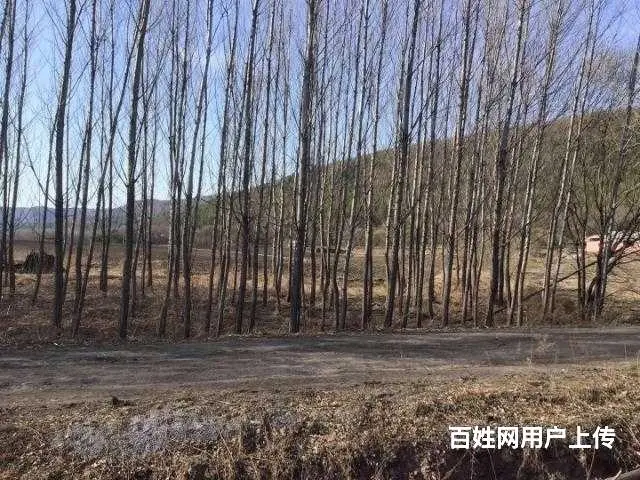 胜利林场鱼塘山庄出售 - 图片 6