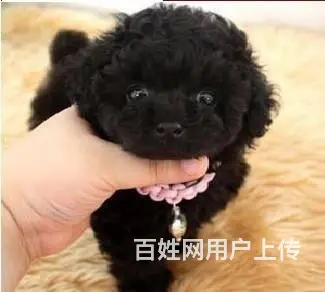 茶杯|玩具|泰迪熊|灰色泰迪|京华犬舍 - 图片 2