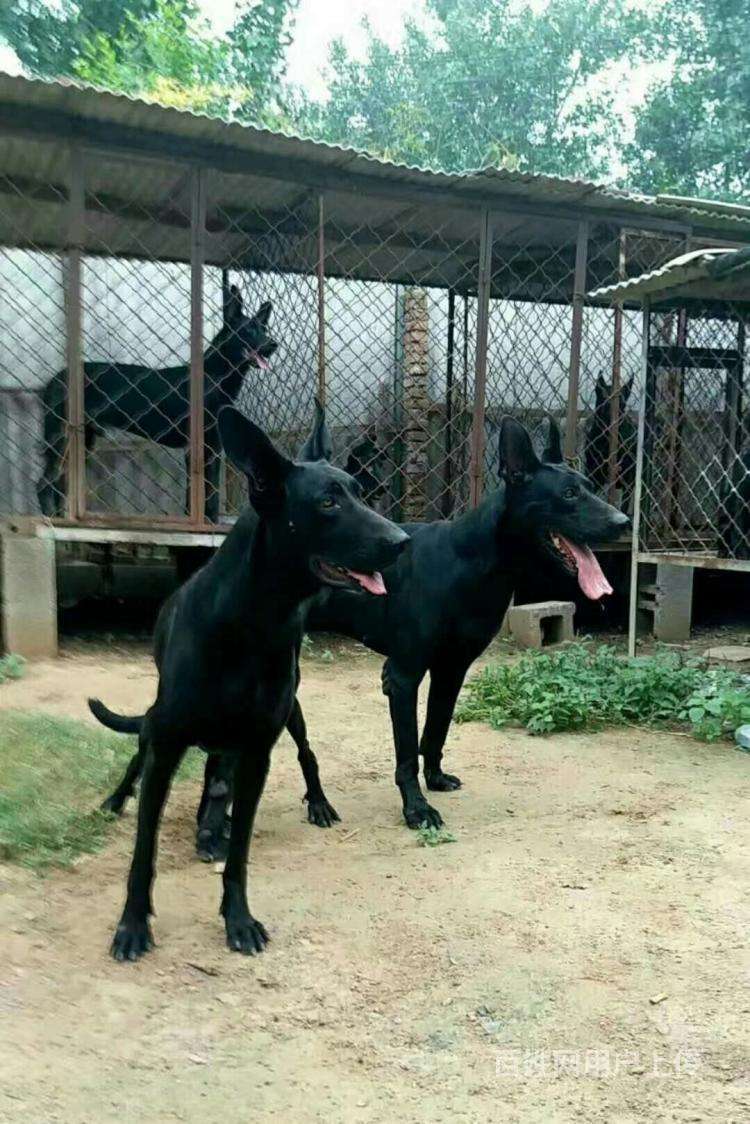 黑狼犬真的可以辟邪嗎,黑狼犬養殖基地,黑狼犬什麼價格