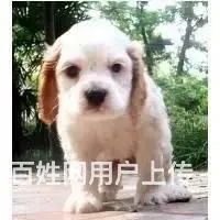 纯种可卡幼犬出售 驱虫疫苗已做好 全国送货上门 - 图片 9