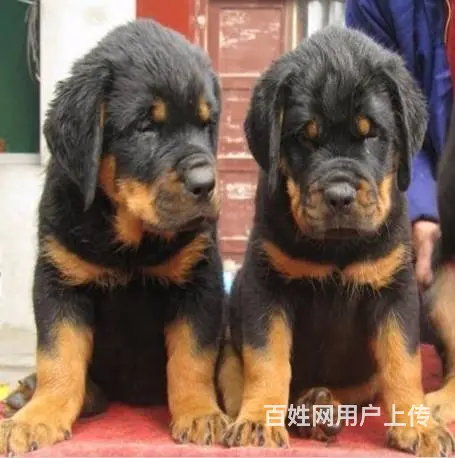 纯种罗威纳幼犬出售 驱虫疫苗已做好 全国送货上门 - 图片 3