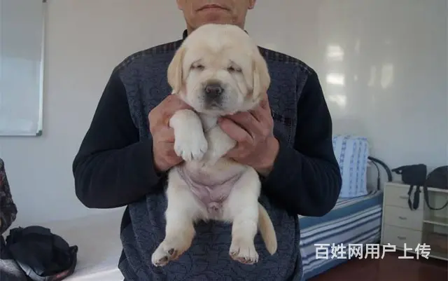 出售赛级拉布拉多犬纯种拉布拉多价格哪里卖拉布拉多 - 图片 3