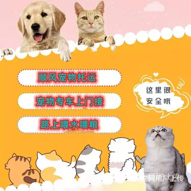 2022新消息常州市到全国）宠物托运（猫狗）邮寄快递（宠物活 - 图片 4
