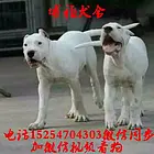自家繁育精品杜高咬合力  纯种杜高犬价格优惠