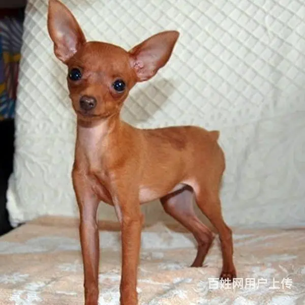 宿迁本地到哪可以买小鹿犬 咨询小鹿犬市场价格 - 图片 3