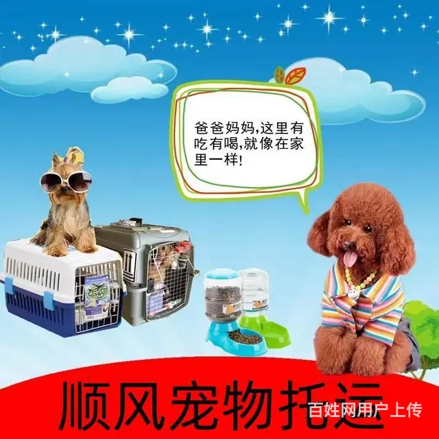 汨罗宠物托运（猫咪狗狗）（承接活体运输邮寄）代办检疫证 上门 - 图片 2