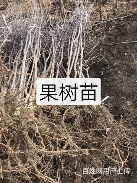 七台河大山苗木种植园 - 图片 8
