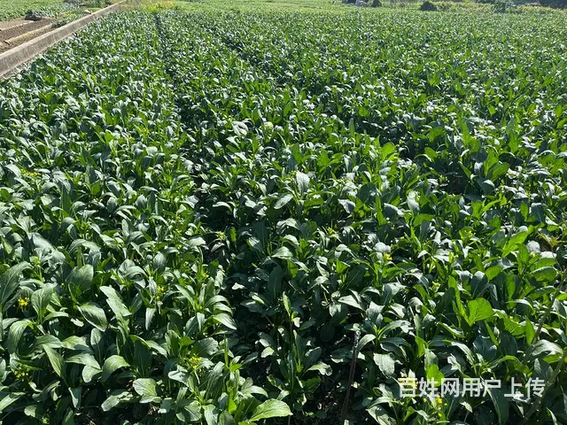 广州食堂食材配送，康来福农产品集团，冷链车保鲜配送 - 图片 4