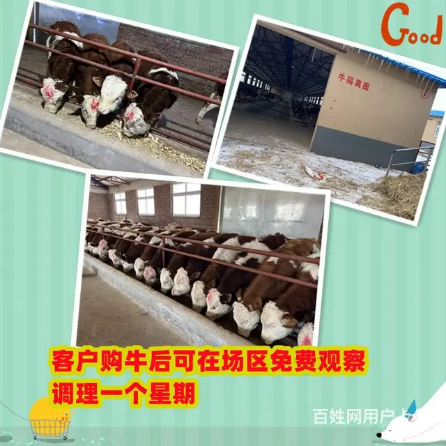 六百斤 西门塔尔大母牛 现在什么价钱 - 图片 1