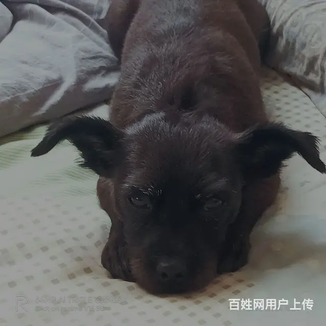 有偿寻狗 - 图片 6