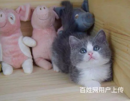 枣庄本地蓝猫蓝白渐层布偶短毛猫品种齐包健康 - 图片 8