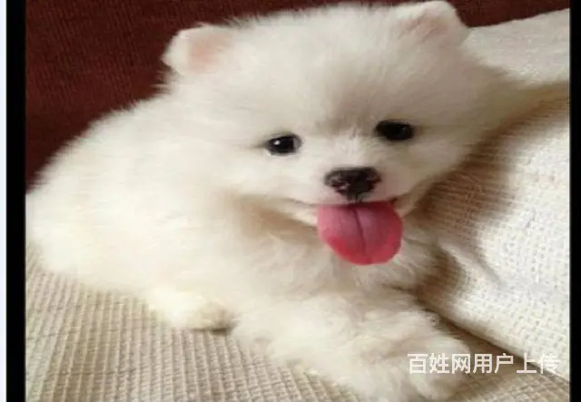 主推小体博美幼犬 熊版博美宝宝品质有保障 - 图片 6