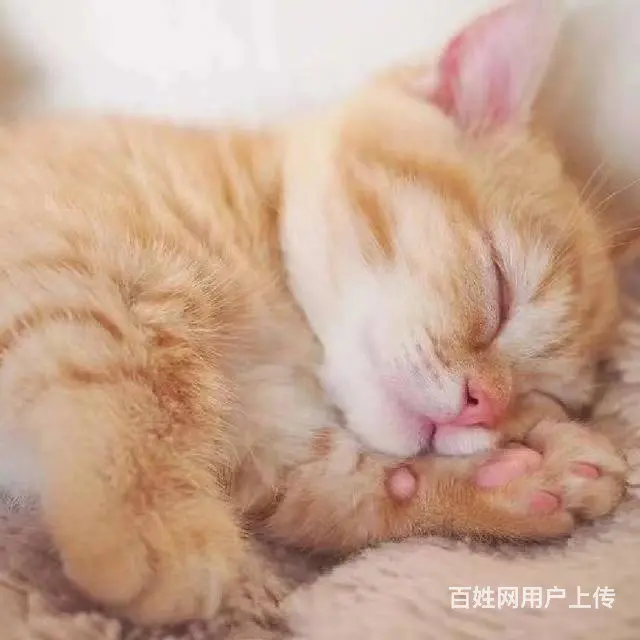 常州哪里有加菲猫卖的 加菲猫好养吗 疫苗齐全包健康 - 图片 3