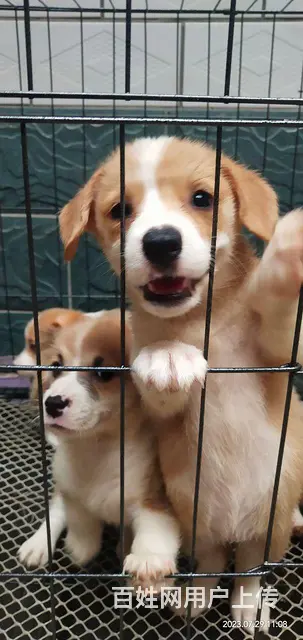 柯基幼犬出售，价格美丽 - 图片 6