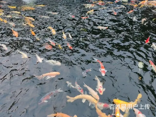 苏州锦鲤鱼批发养殖市场 - 图片 8