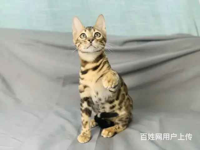 哪里有卖孟加拉豹猫的 疫苗齐全 温顺黏人 保证健康 - 图片 6