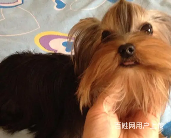 长春哪里卖约克夏狗狗 约克夏多少钱一只 - 图片 6