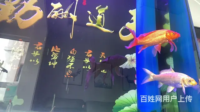卖鱼 - 图片