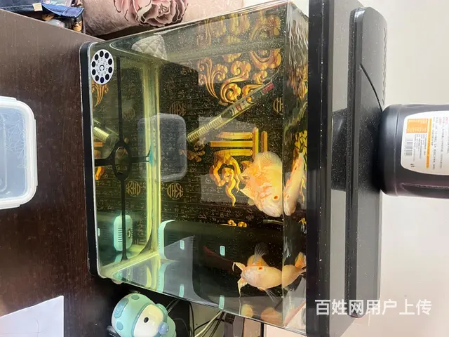 【搞定了！】鱼缸 - 图片 1
