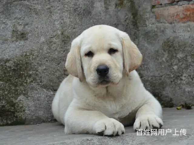 承德地区纯种拉布拉多幼犬 头版足骨量大 血统纯正 - 图片 4