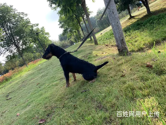 高品质纯种德国猎梗犬 - 图片 3