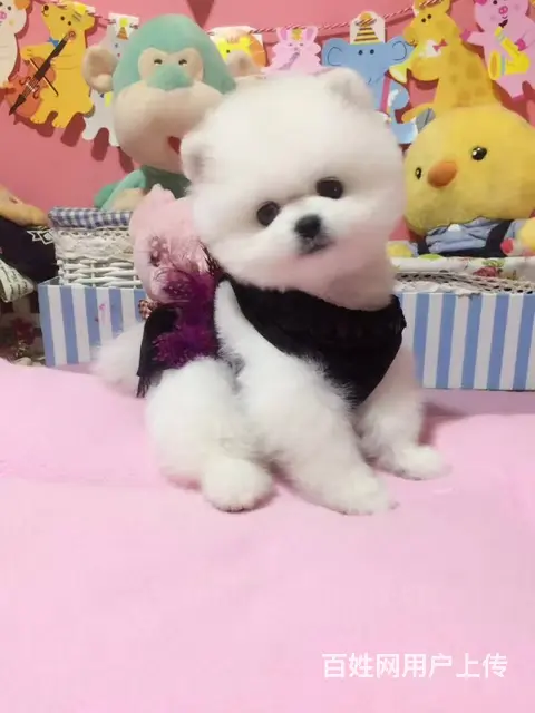哈多利球体博美幼犬欢迎上门挑选能见狗宝宝父母健康 - 图片 6