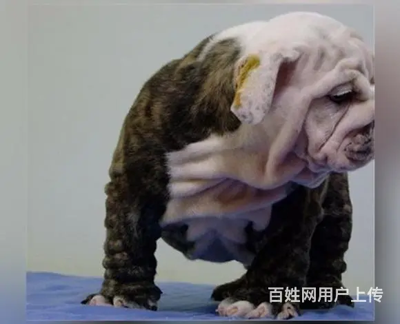 辽源【十年老店】常年繁殖优质血统英牛幼犬 - 图片 9
