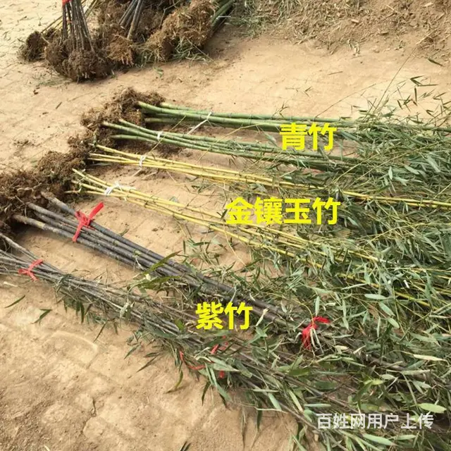 武汉户外园林服务办公室绿化服务，武汉公司花木养护工 - 图片