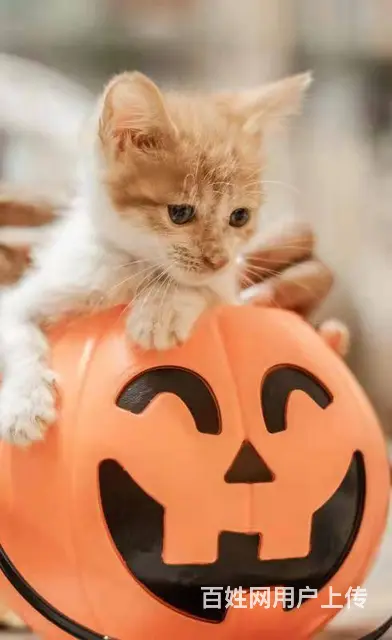 【搞定了！】免费领养黏人小橘猫三个月驱虫洗澡送一针妙三多 - 图片 3