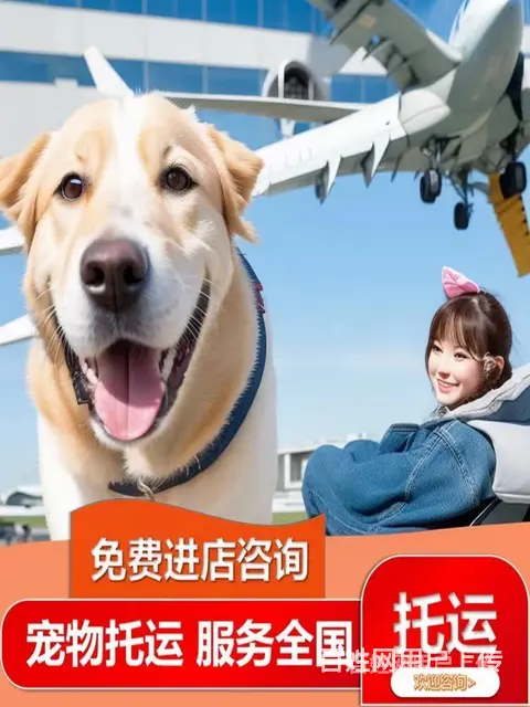 丽水青田托运宠物 （猫狗活体运输）快递至全国各地 - 图片 1