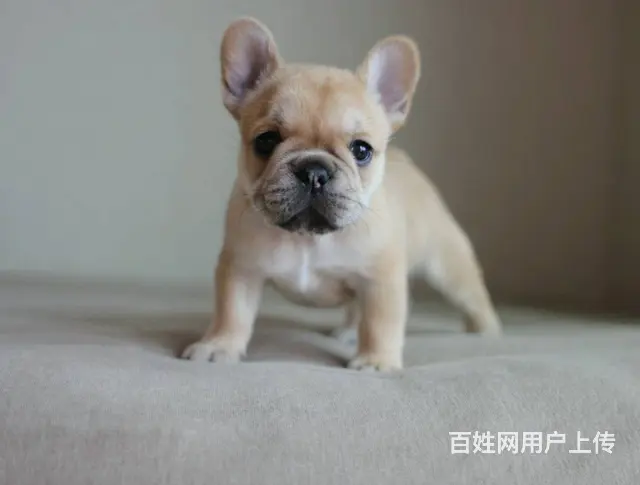 出售高品质法国斗牛犬 终身售后送货 - 图片 9